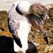 Angel gull by rubyshepherd