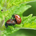 Leaf Beetles by philhendry