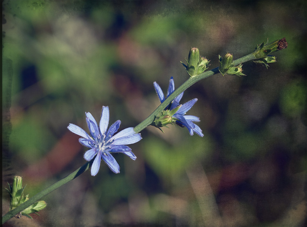 Blue Chicory Flower  by gardencat