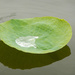 American lotus leaf [filler #13] by rhoing