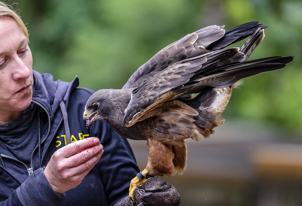 Feeding the Swainson's Hawk by jgpittenger