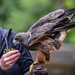 Feeding the Swainson's Hawk by jgpittenger