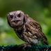 Screech Owl Moustache by jgpittenger
