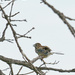 Wind Fluffed Sparrow by gardencat