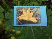 14th Jul 2016 - Courgette Flower