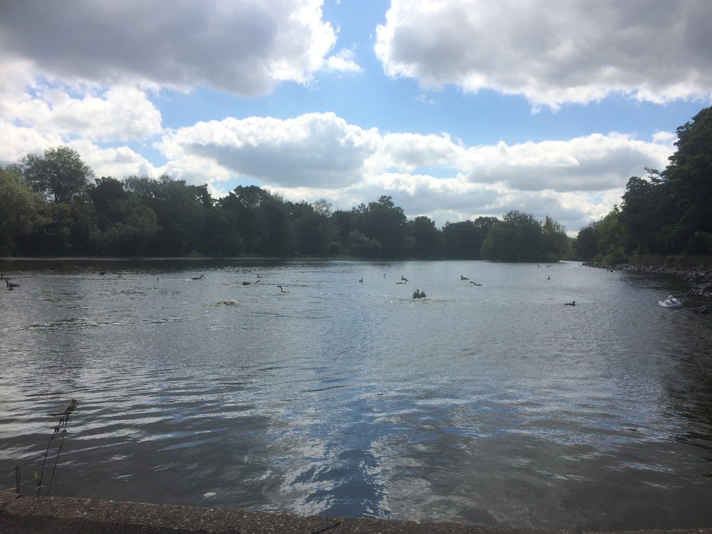 Ducks on the pond by alia_801