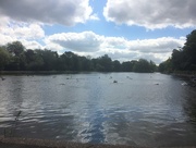 14th Jul 2016 - Ducks on the pond