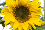 14th Jul 2016 - Buggy Sunflower