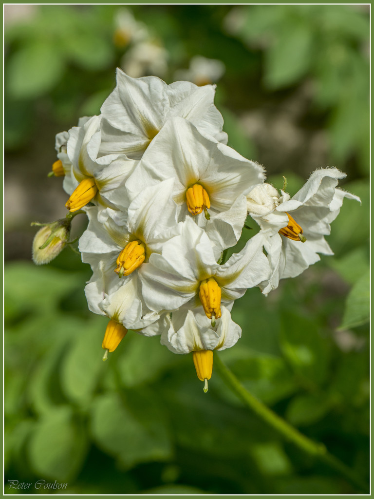 Humble Flower by pcoulson