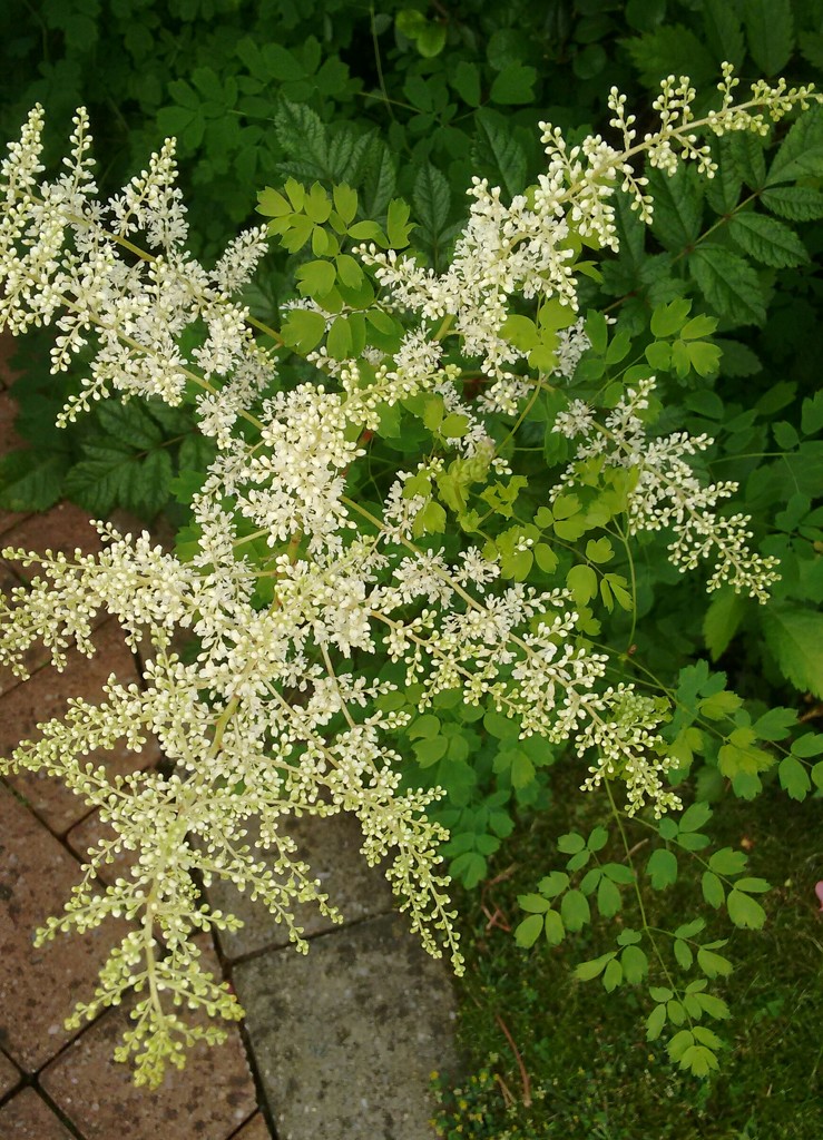 New astilbe by cpw