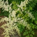 New astilbe by cpw