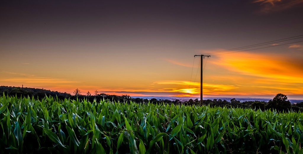Sunset over the Maize Field. by vignouse