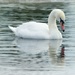 Regents Park Swan by judithdeacon