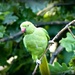 Ring Neck Parrot in Kensington Gardens by judithdeacon