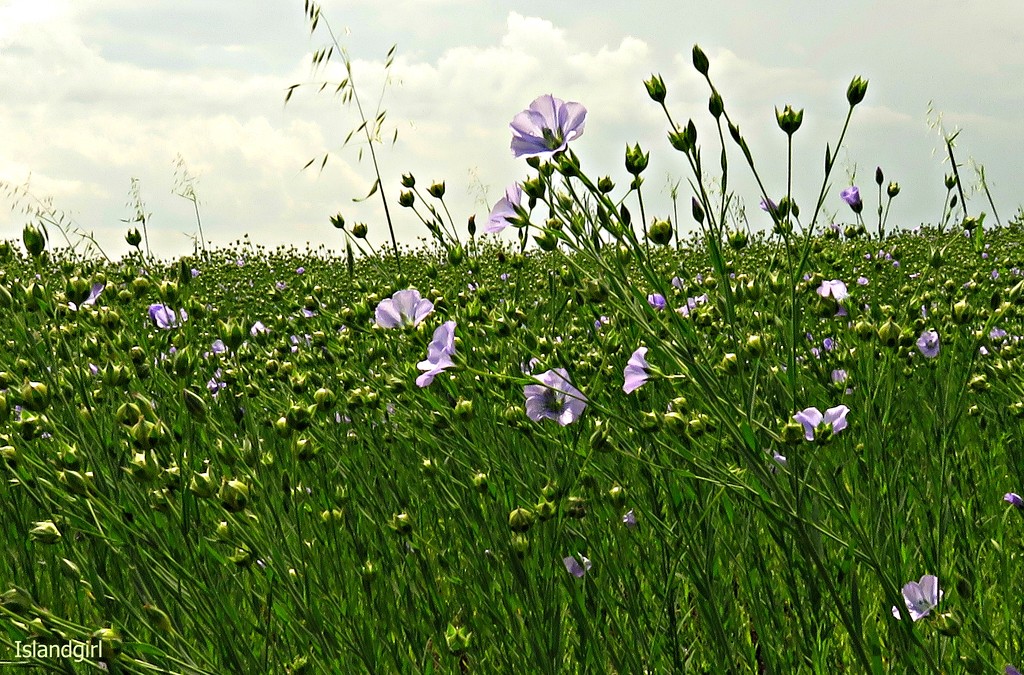 Field of Flax Seed by radiogirl