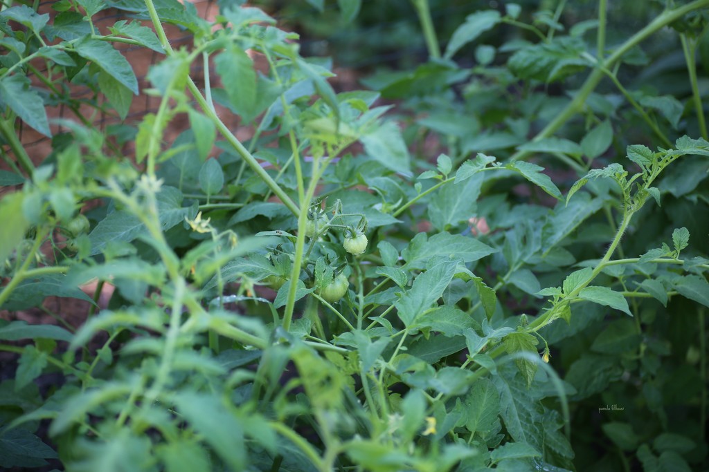 tomatoes... by earthbeone