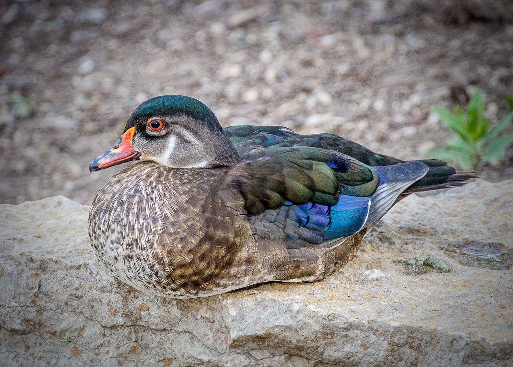 Wood Duck by rosiekerr