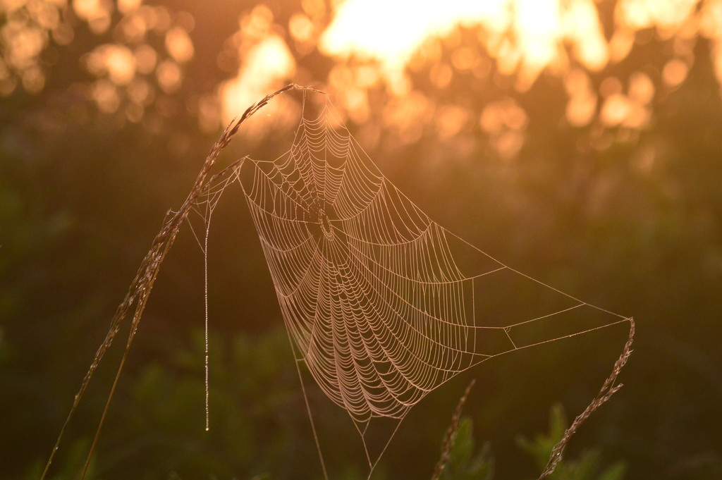 Spider Web Sunrise by kareenking