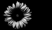 14th Jul 2016 - (Day 152) - Soulless Sunflower