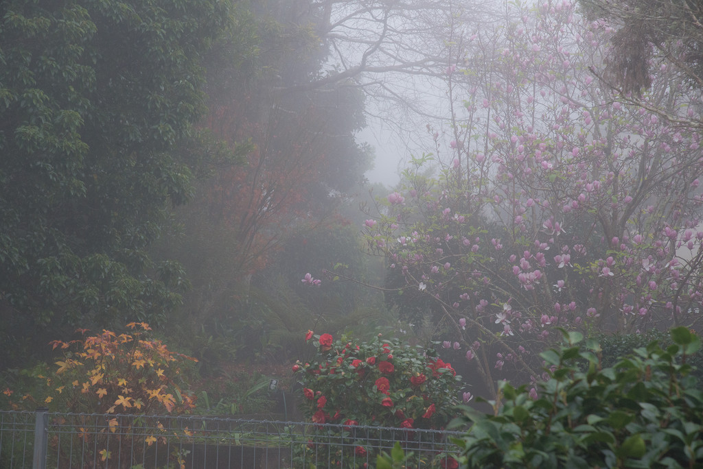 The neighbours garden in the fog by jeneurell