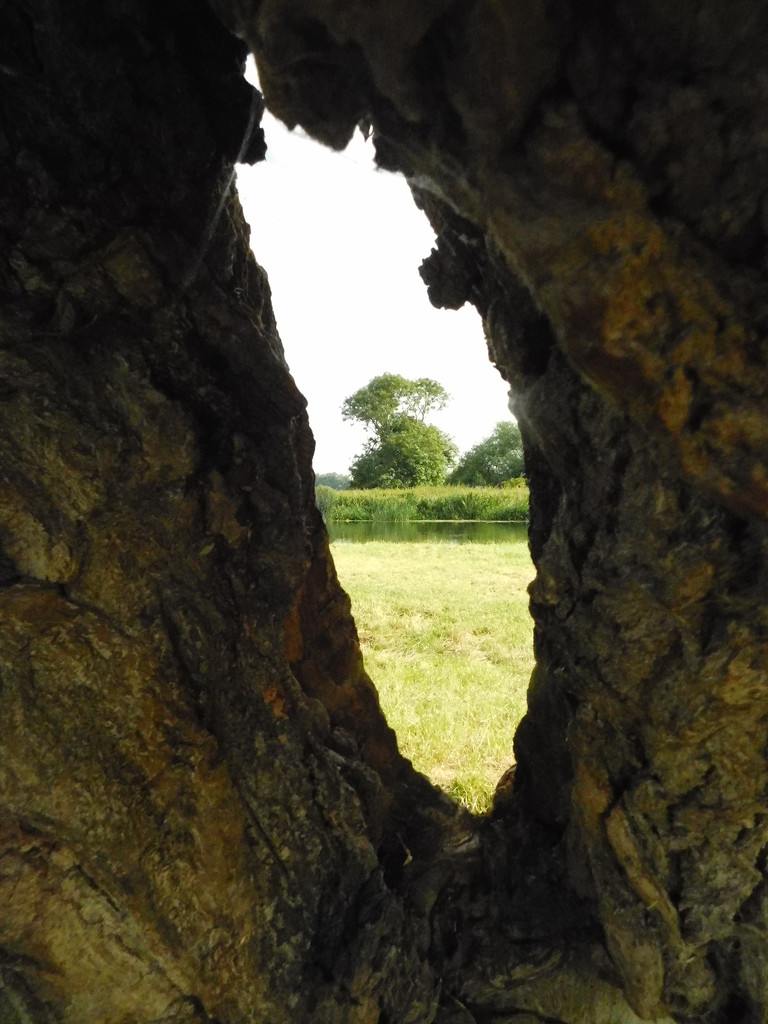  Peeping through the willow by 365anne