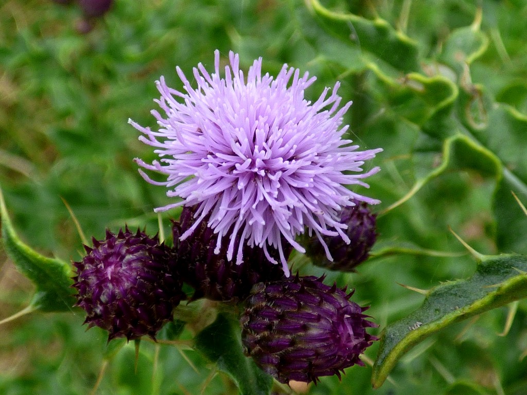 Thistle by julienne1