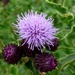 Thistle by julienne1
