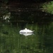 Swan by mattjcuk