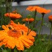 orange flowers by ianmetcalfe