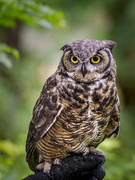25th Jun 2016 - Great Horned Owl 