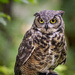 Great Horned Owl  by jgpittenger