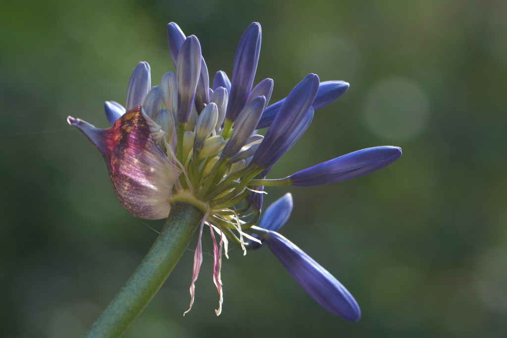 Agapanthus  by ziggy77