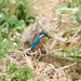 Kingfisher by padlock