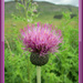 thistle by jmj