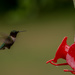 Ruby-throated Hummingbird by skipt07