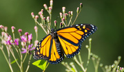 15th Jul 2016 - Monarch Butterfly!
