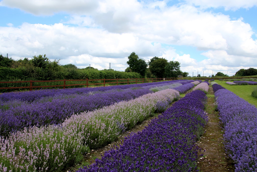 Lavender fields by busylady