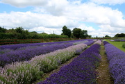 15th Jul 2016 - Lavender fields