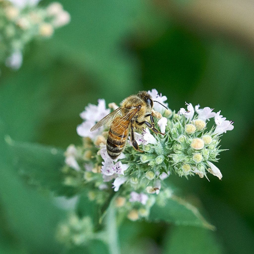 Bee and Catnip by gardencat