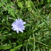 One Lonely Purple Flower  by jo38