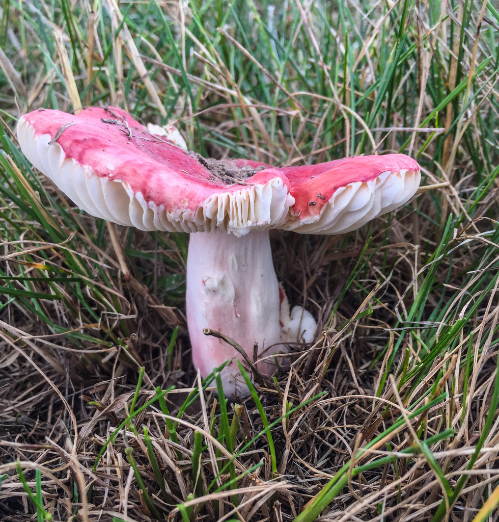 Red Mushroom by loweygrace