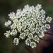 Queen Anne's Lace by sarahsthreads