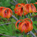 Michigan Lilies by annepann