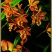 Golden Orchid ~ by happysnaps