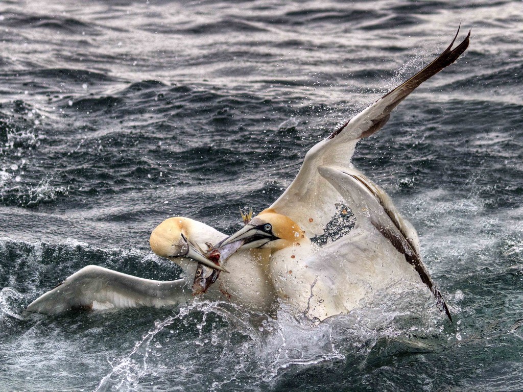 Fighting Gannets. by gamelee