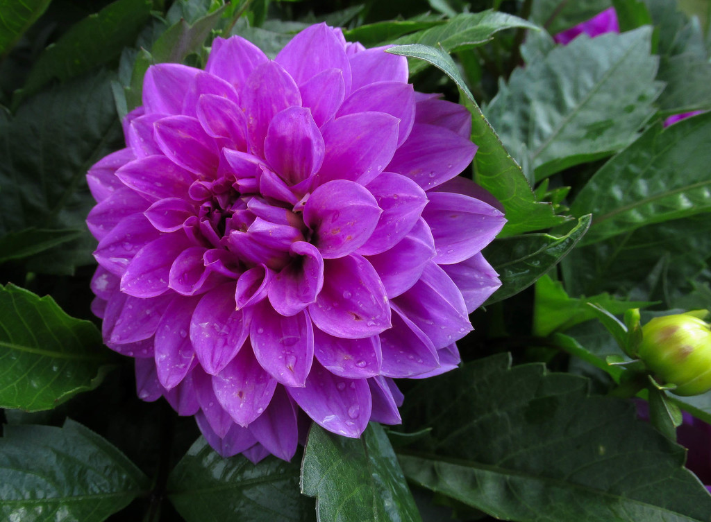 Dahlia after the rain by mittens