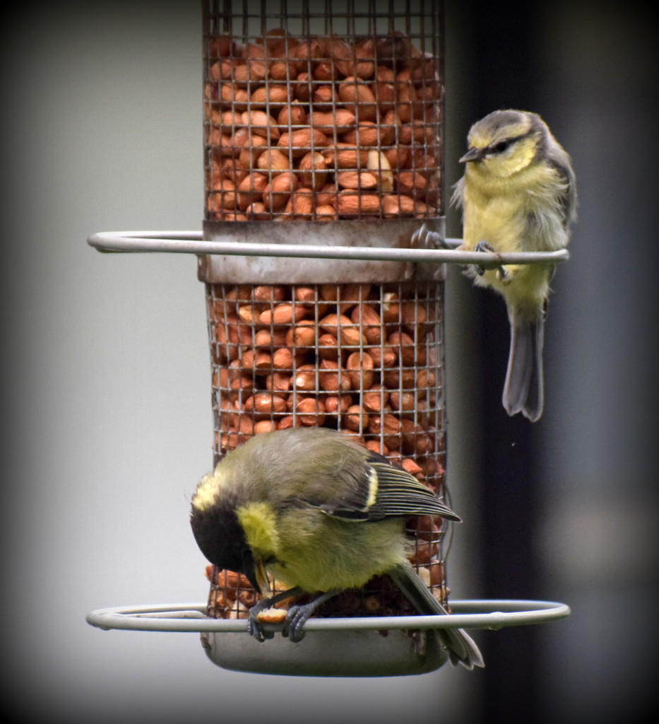See how tiny the blue tit is by rosiekind
