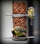 16th Jul 2016 - See how tiny the blue tit is