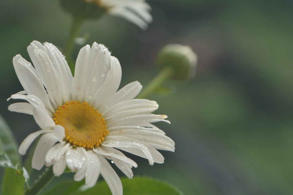 White daisies by ziggy77