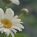 White daisies by ziggy77